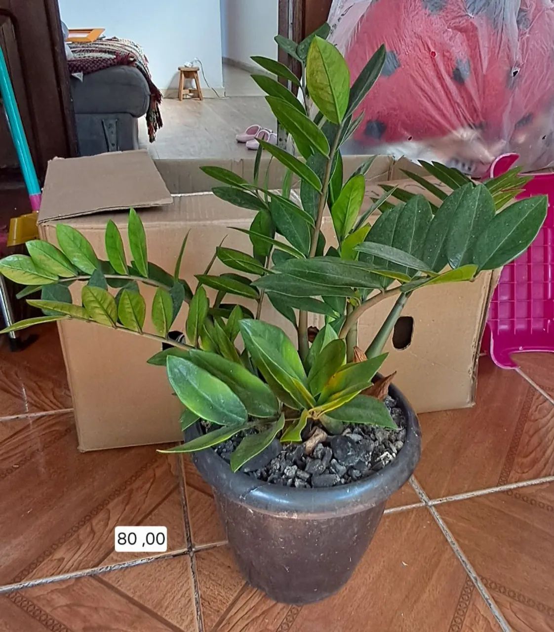 Planta Zamioculca  - Foto 5