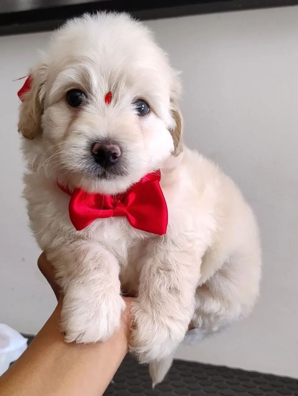 Poodle Toy Mini machinho!!
