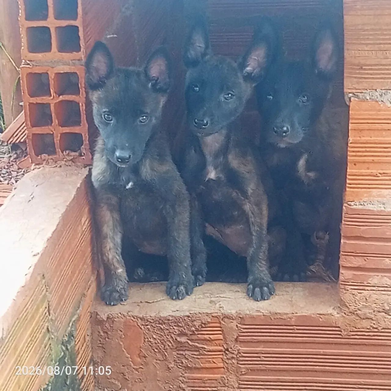 Cachorros  - Foto 3
