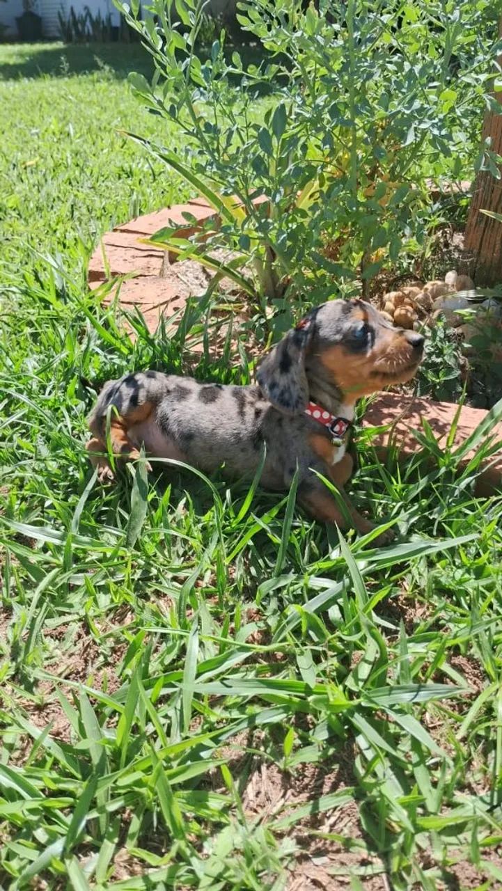 Filhote dachshund fêmea  - Foto 3