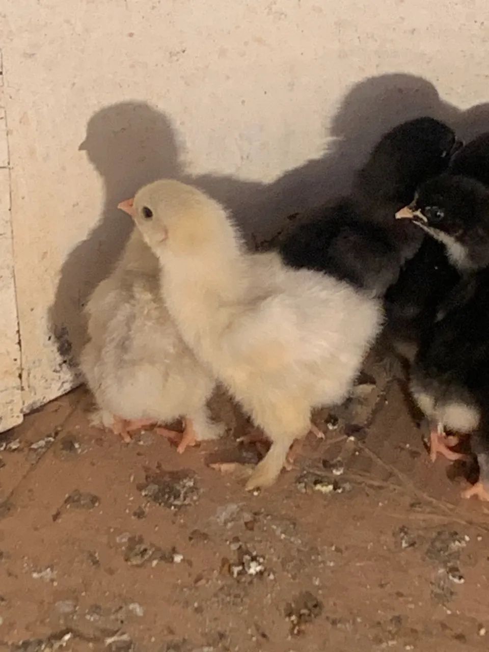 PINTINHOS BRHAMA