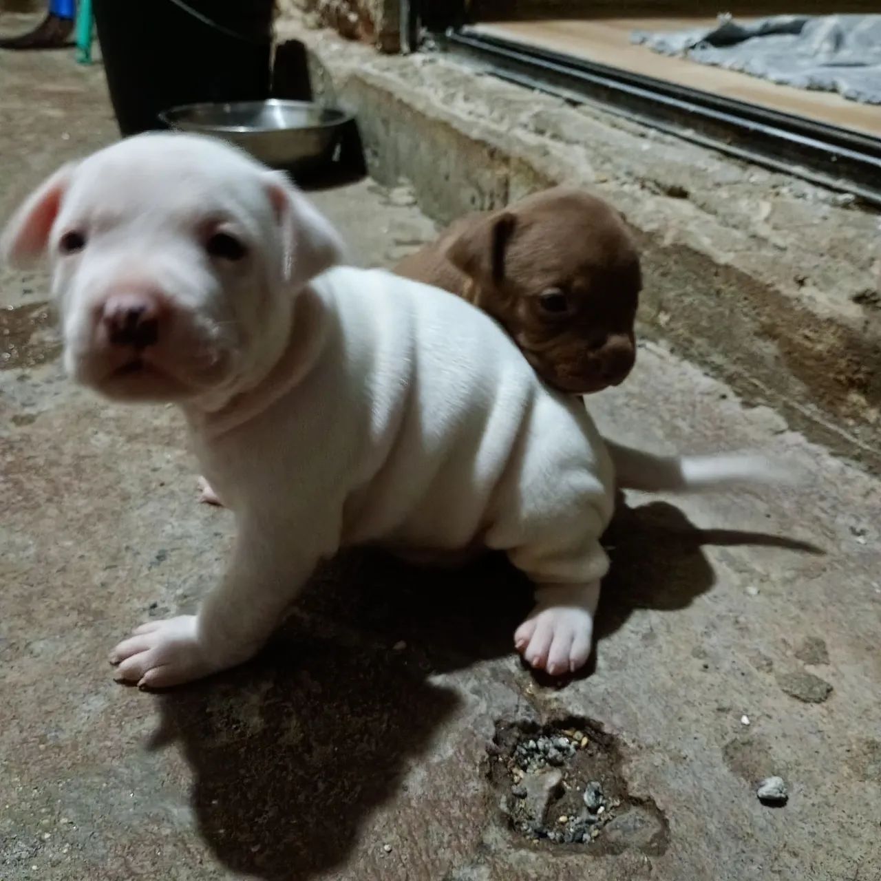 Filhotes de Pitbull 