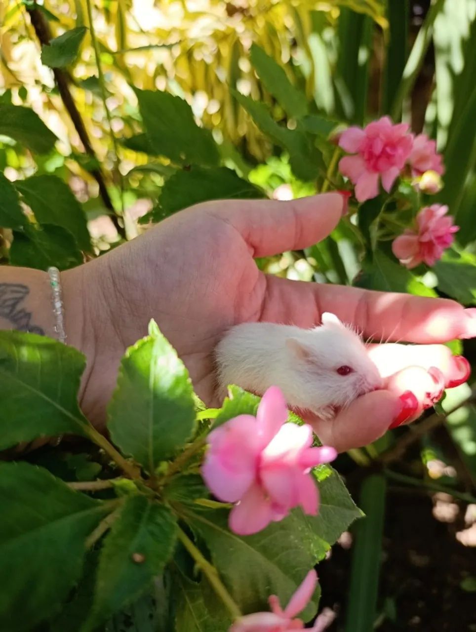 Filhotes de Hamsters Anão Russo  - Foto 6