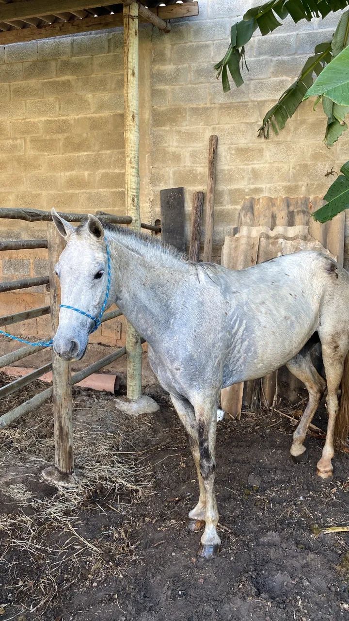  égua macha picada  - Foto 4