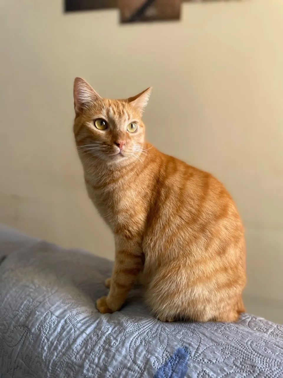 Para adoção, gatinho laranja 