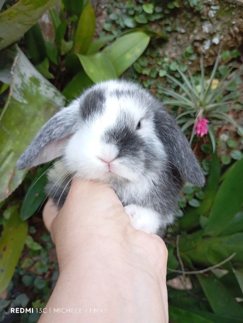 Mini coelhos  - Foto 3