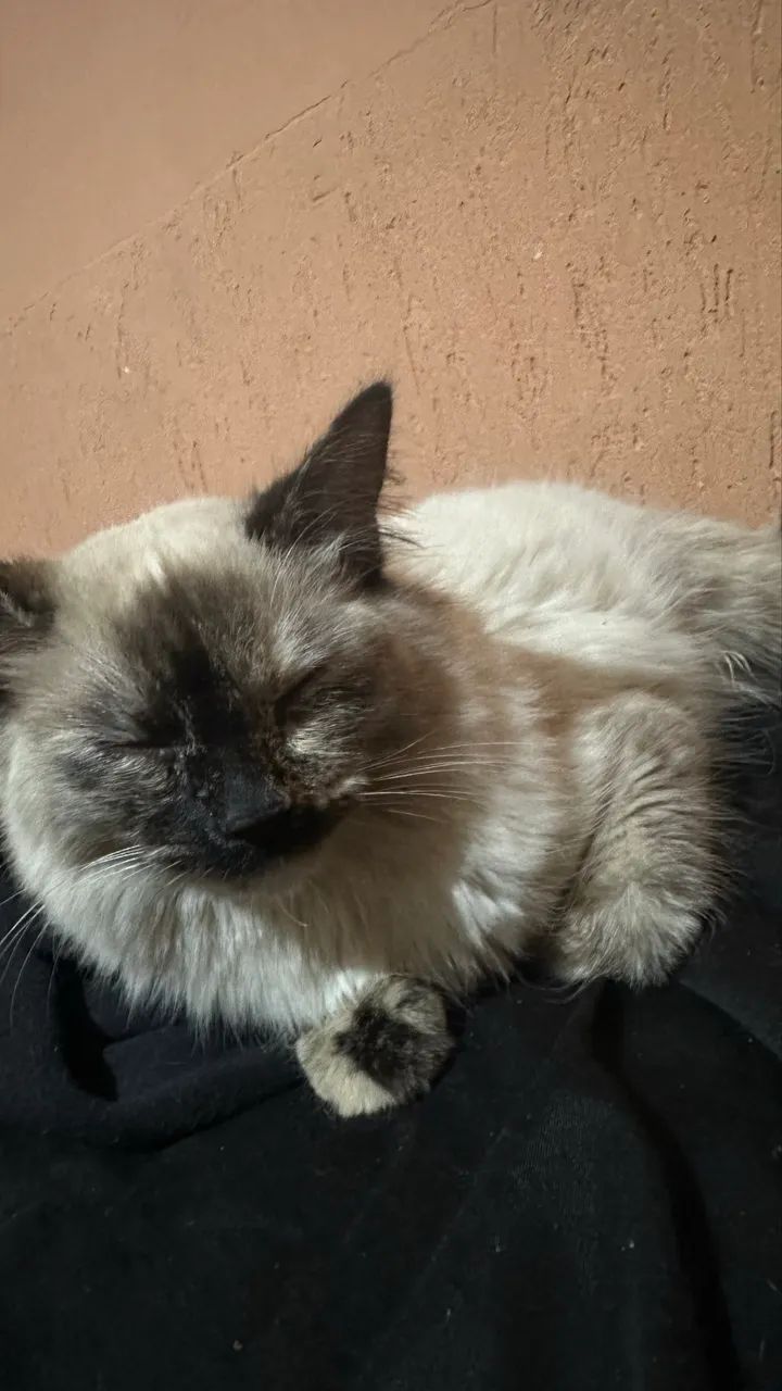 Últimos Ragdool com angora turco  - Foto 2
