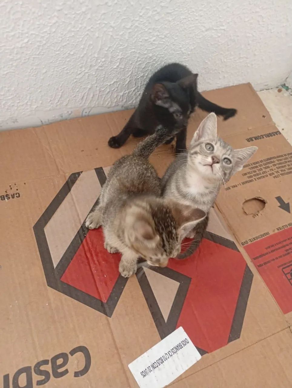 Doa-se gatinhos - Foto 2