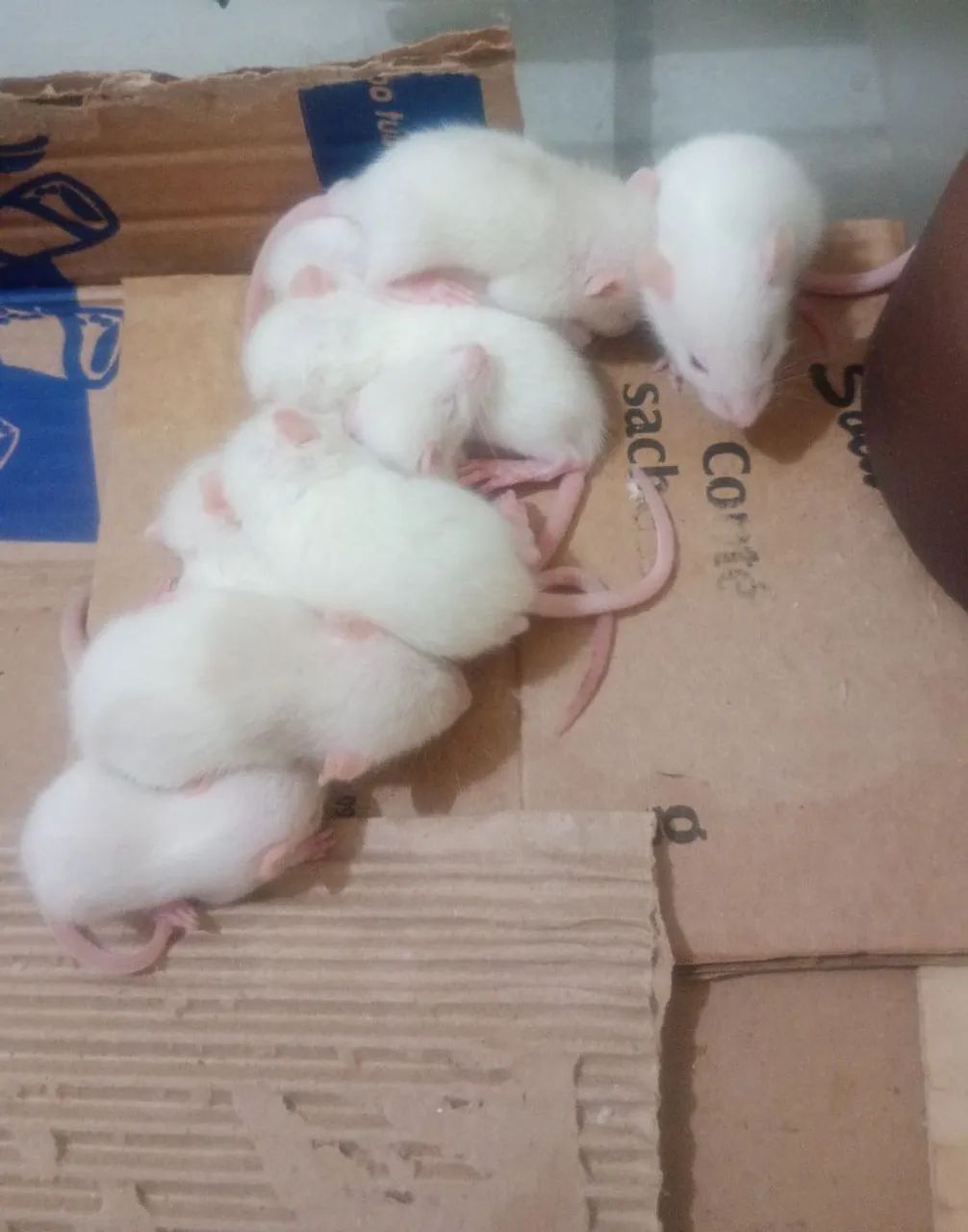 Rato branco Rato de Laboratório  - Foto 2