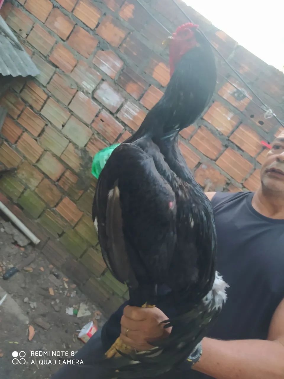 Frango de raça de moura - Foto 5