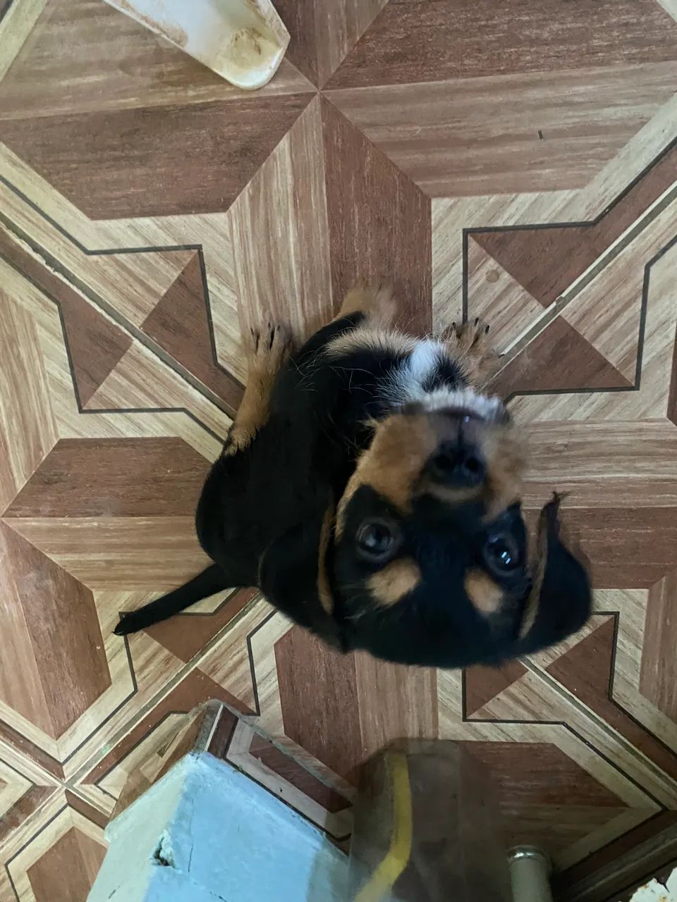 Cachorrinho para doação  - Foto 2