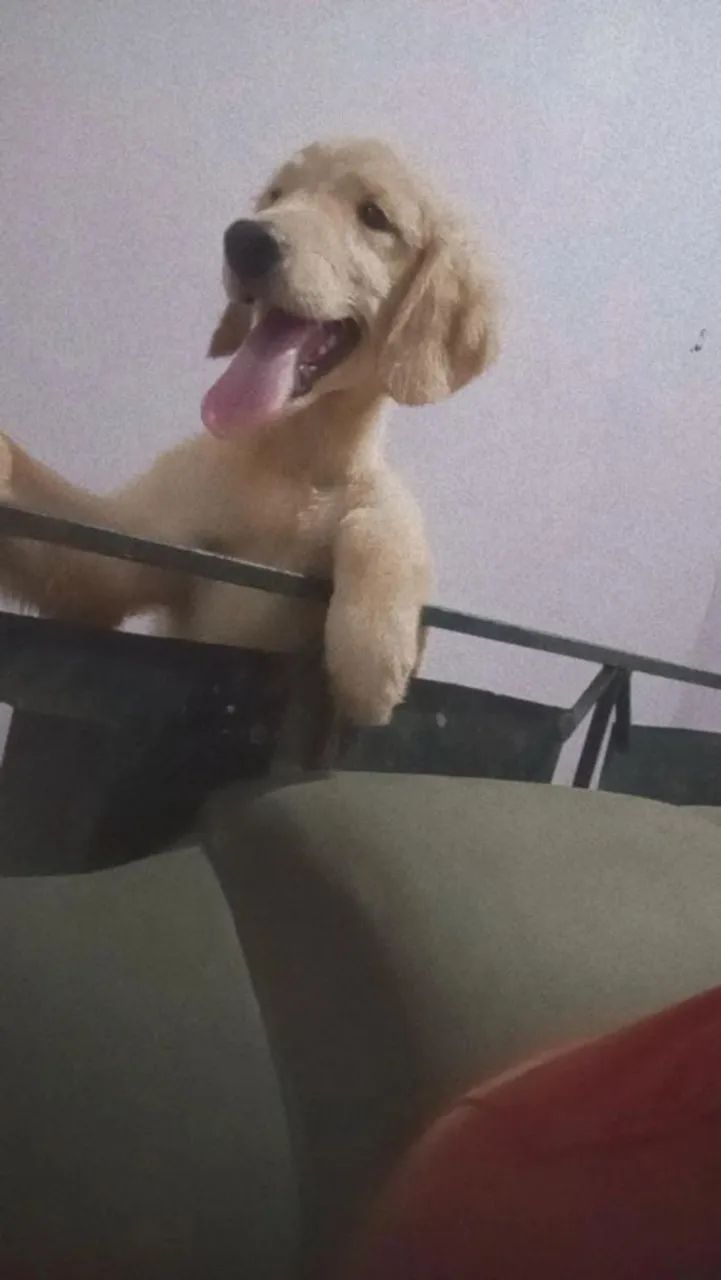 Golden Retriever  - Foto 5