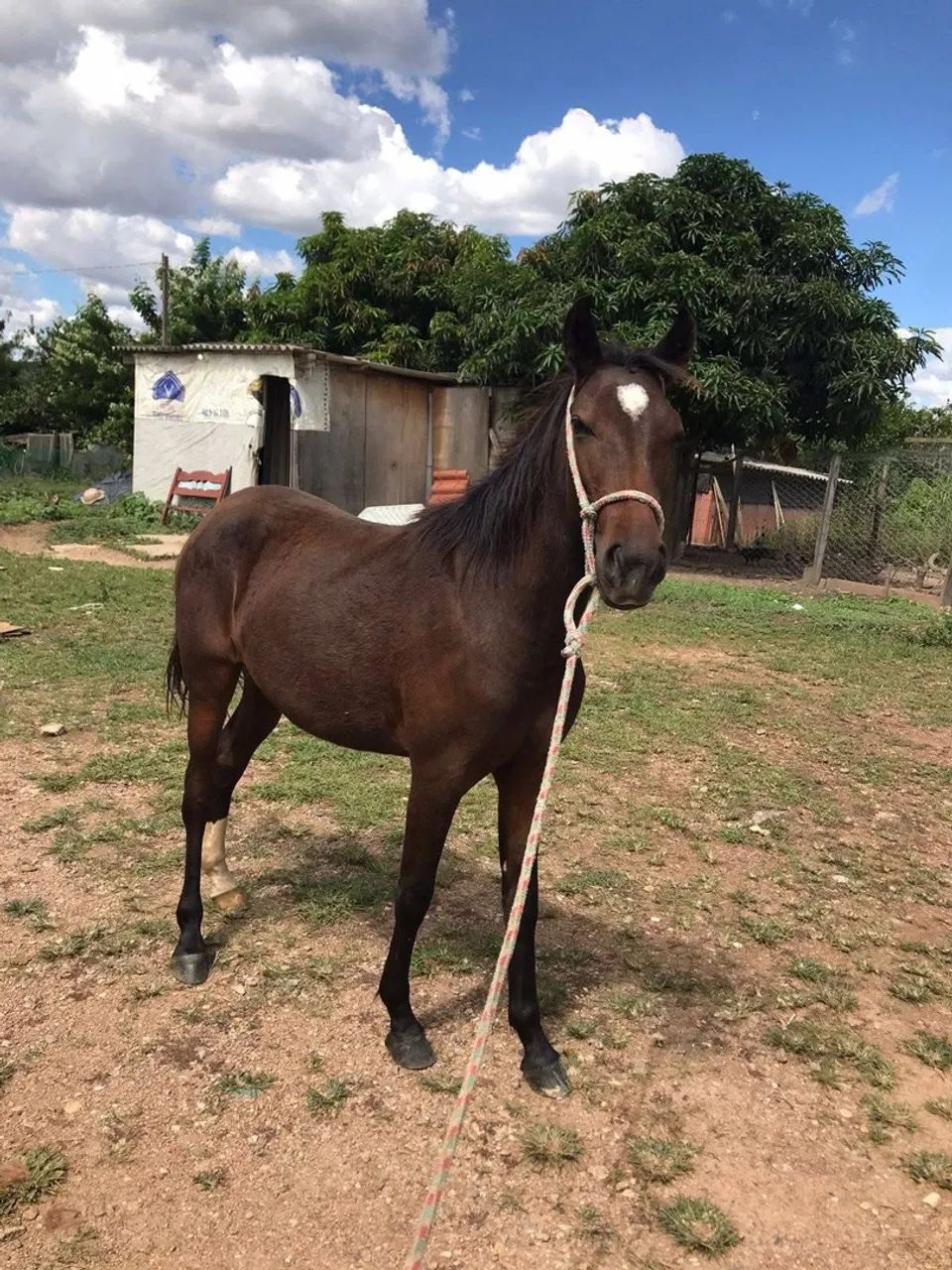 Égua nova - Foto 2