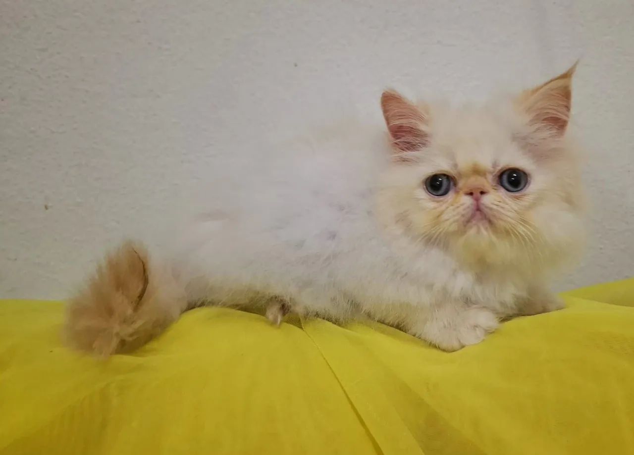 Filhote de gato persa macho - Foto 6