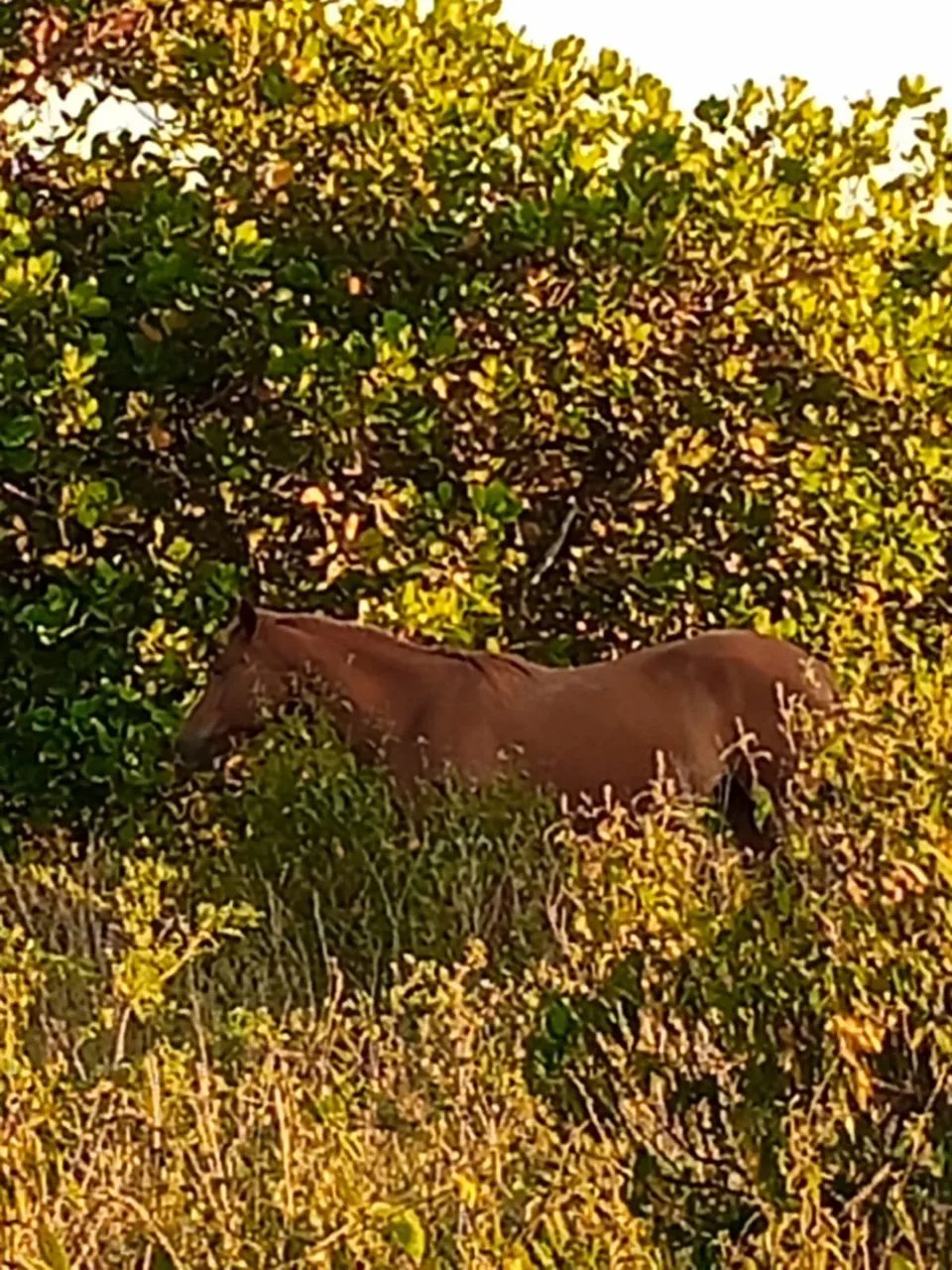 Vende-se égua  linda Castanha - Ótima Oportunidade - Foto 3