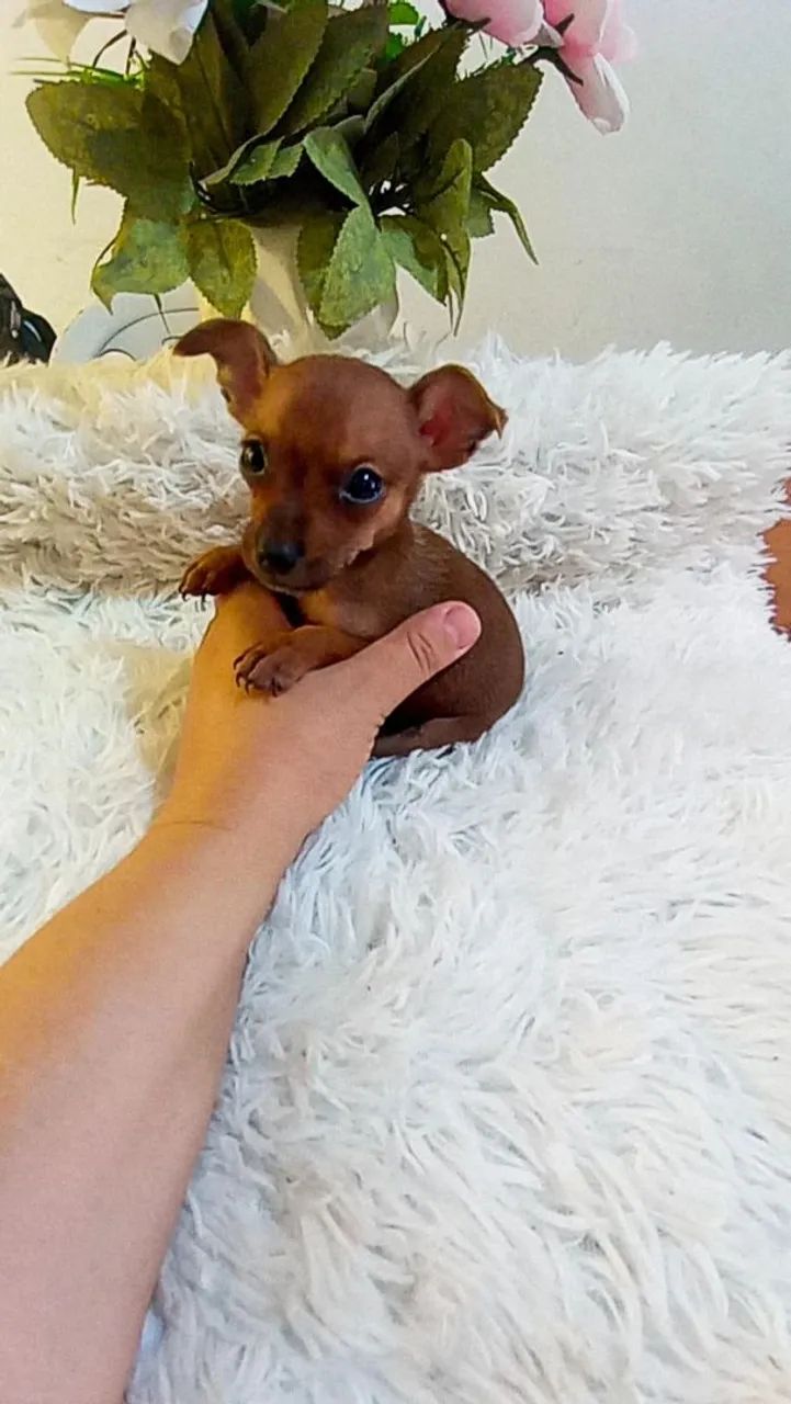 Pinscher zerinho macho( 2 meses) - Foto 3