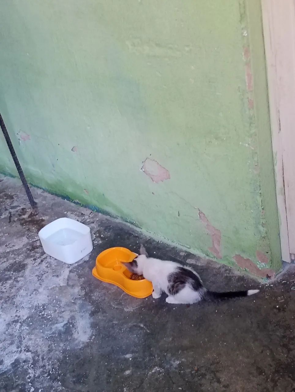 GATINHO ADOÇÃO RESPONSAVEL - Foto 2