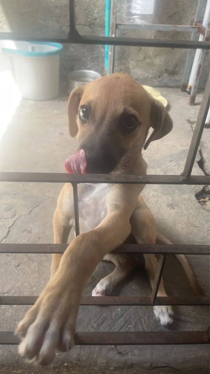 Adoção filhote  - Foto 2
