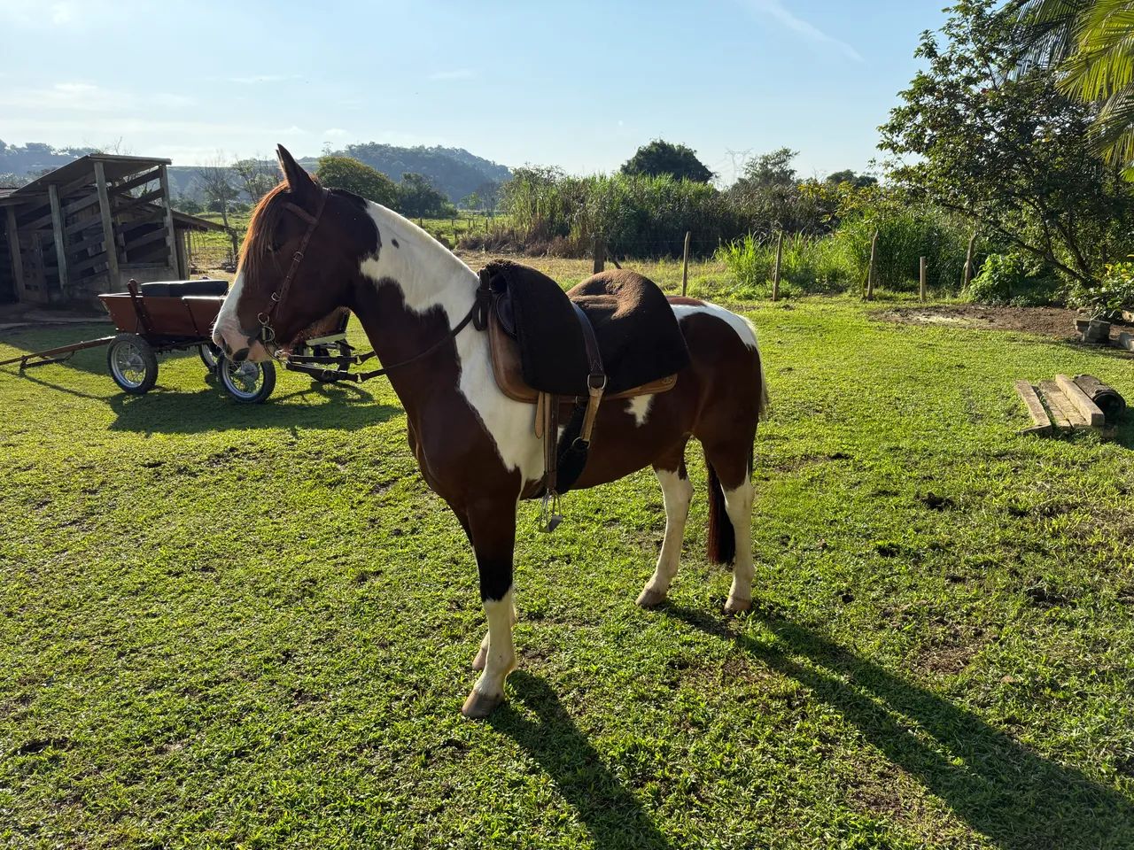 Cavalo crioulo Castrado  - Foto 4