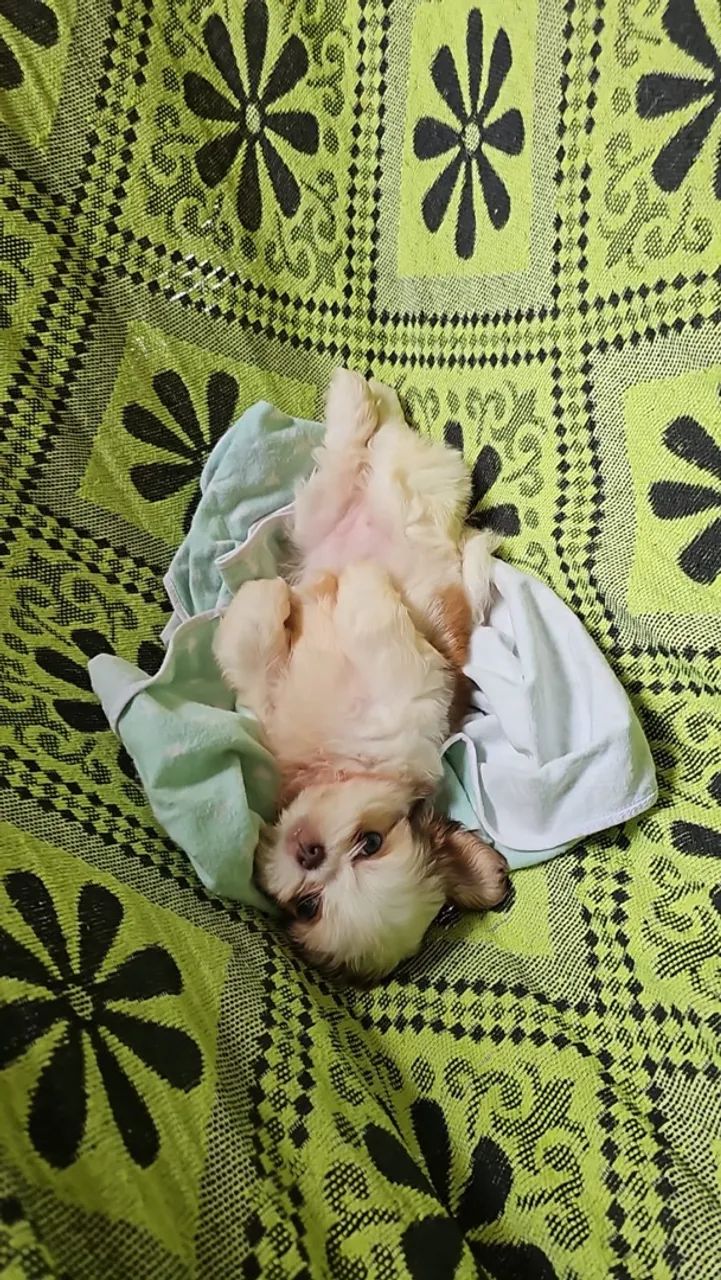 Shitzu figado fêmea  - Foto 2