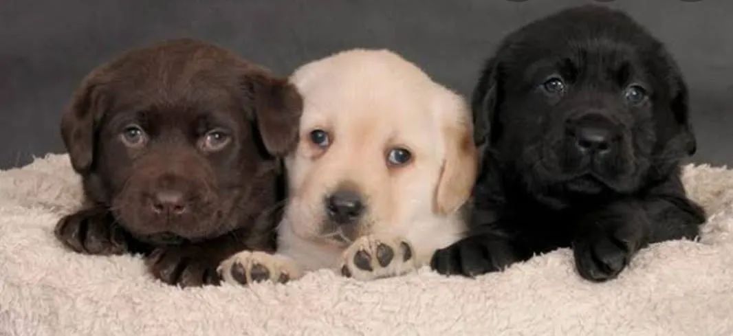 Labrador Todas as Cores 