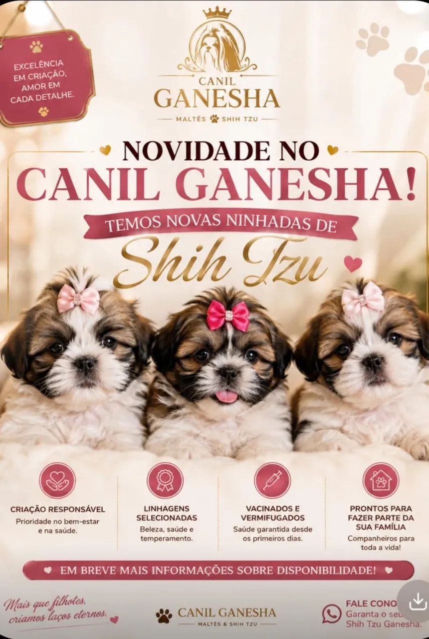 Shih tzu - Foto 2