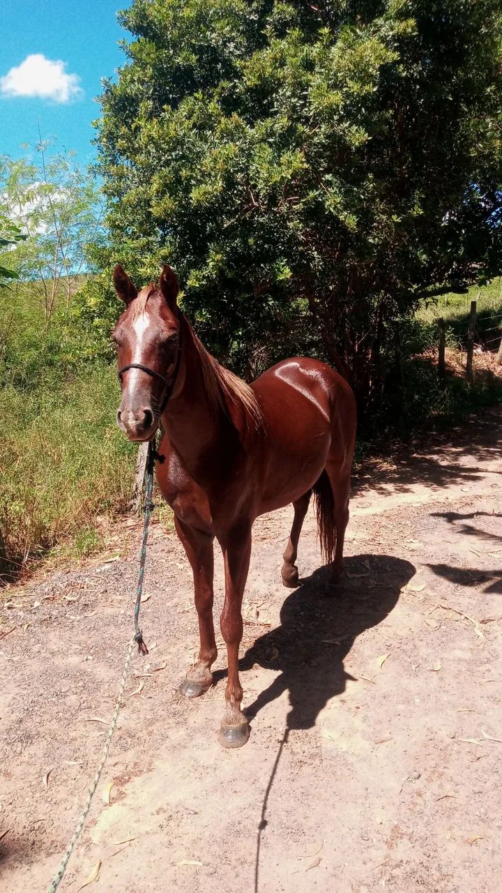 Vendo cavalo QM - Foto 3