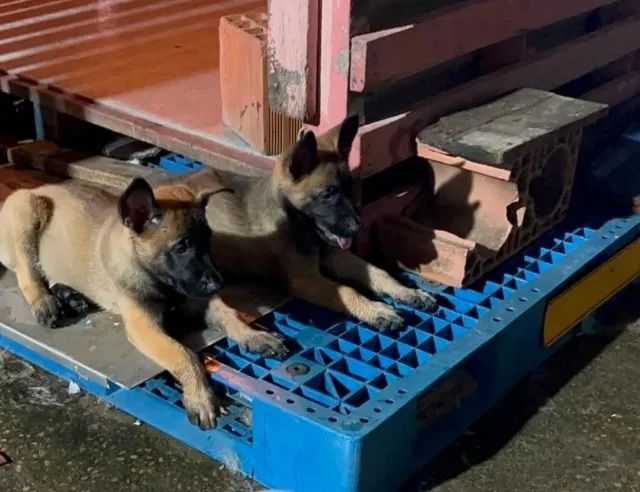 PASTOR BELGA MALINOIS (FILHOTES MACHO) SOMENTE 2 DISPONÍVEIS - Foto 5