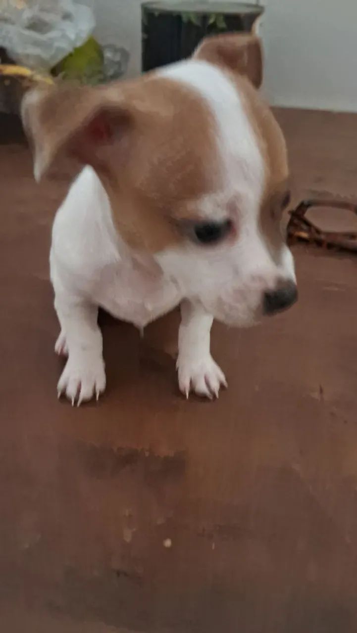 Vender pinscher