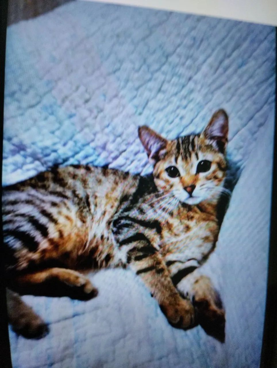 Doa_se gatos