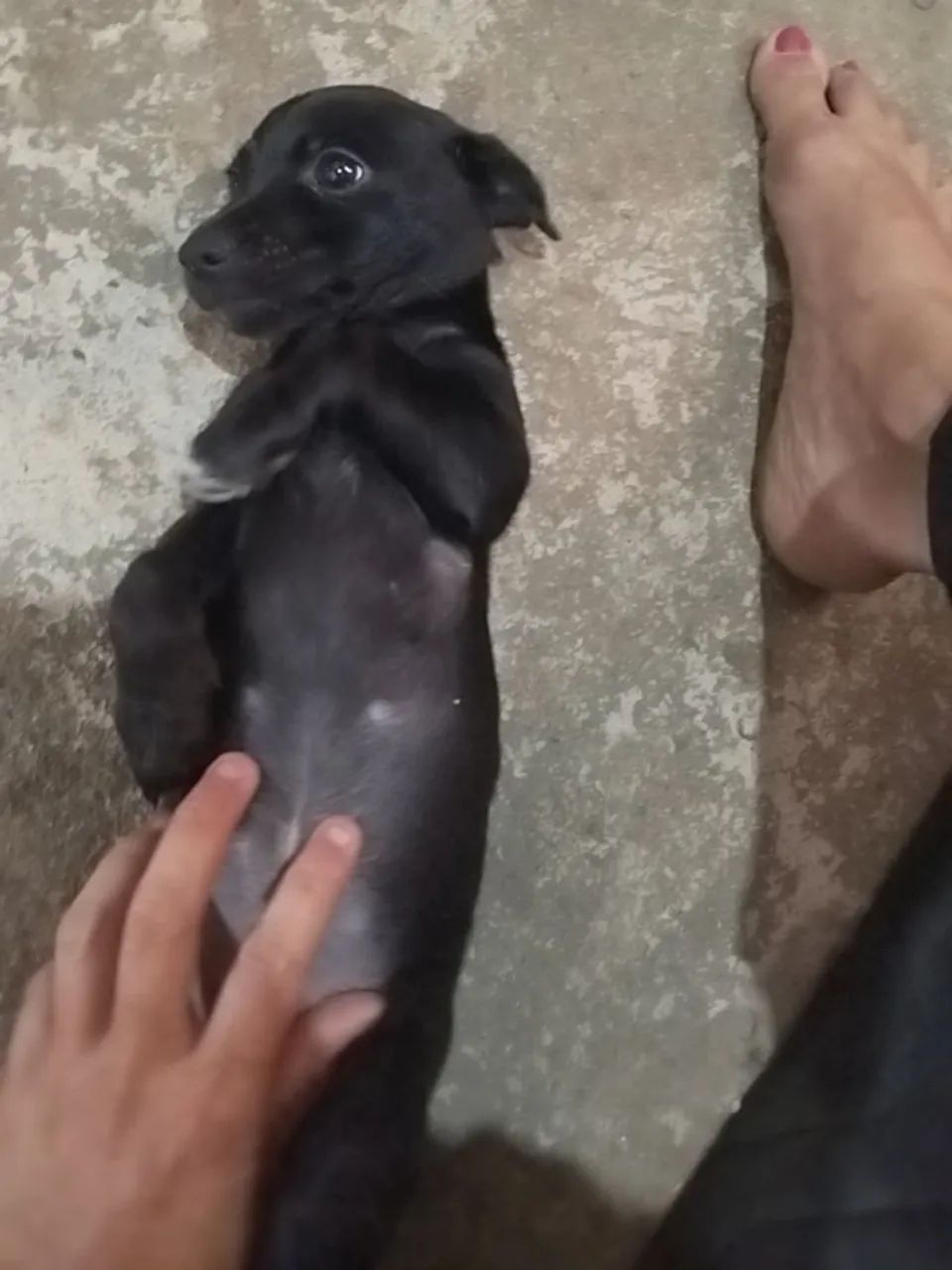 Pinscher - Foto 2