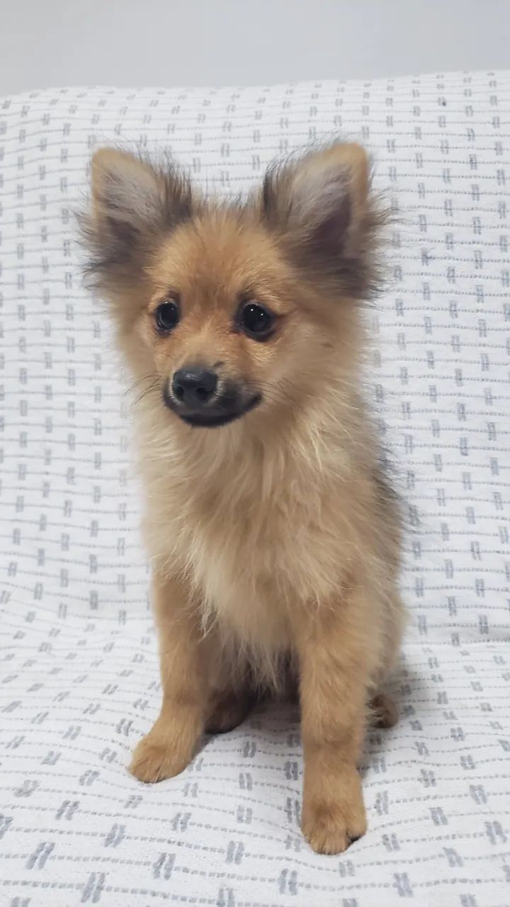 Spitz Alemão  Lulu da Pomerania Filhote Macho - Foto 2