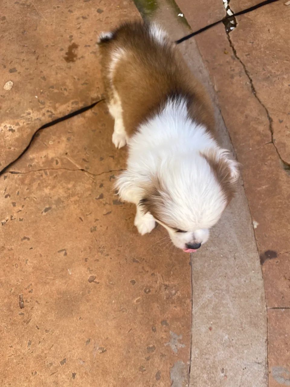 Vendo filhote de lhasa 350,00 - Foto 4