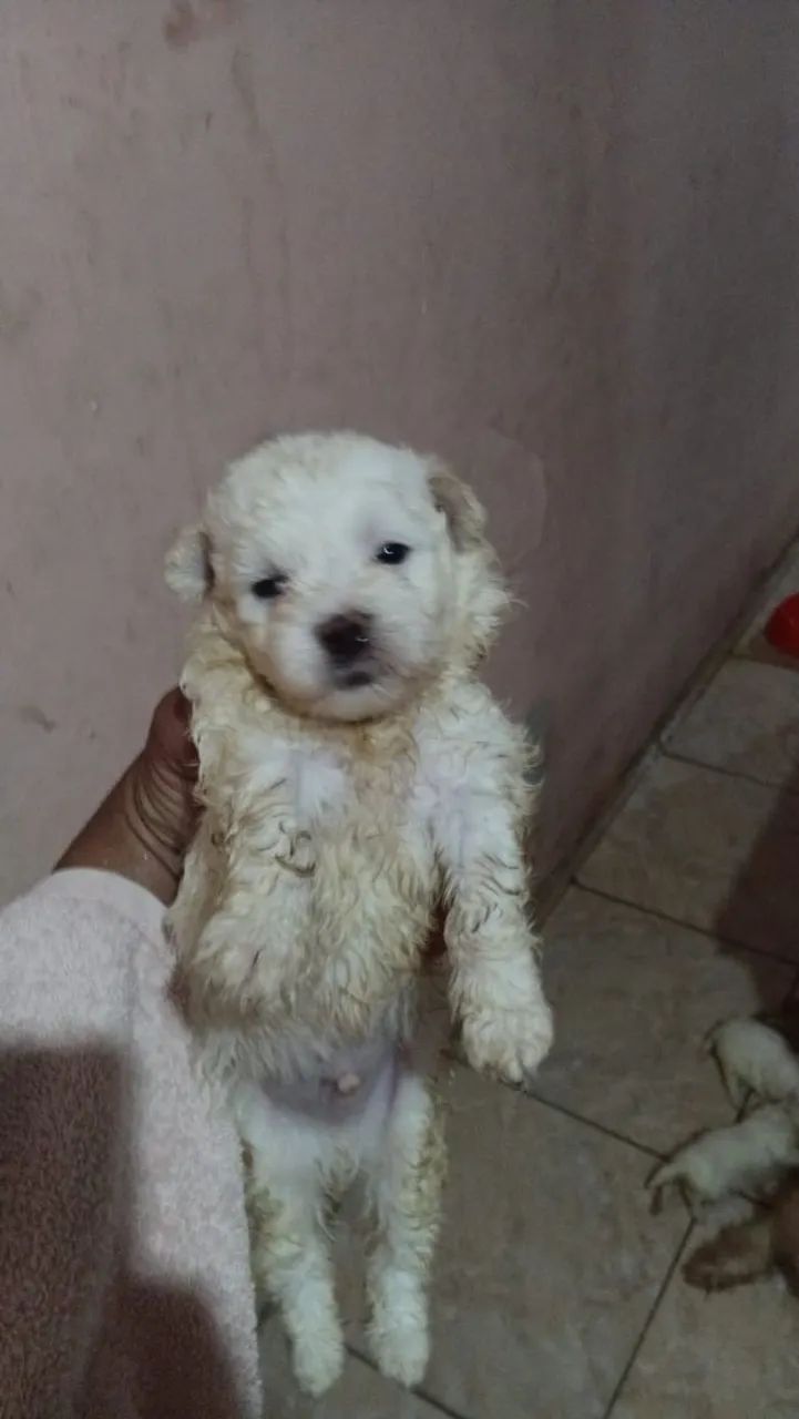 Poodles toy - Foto 3