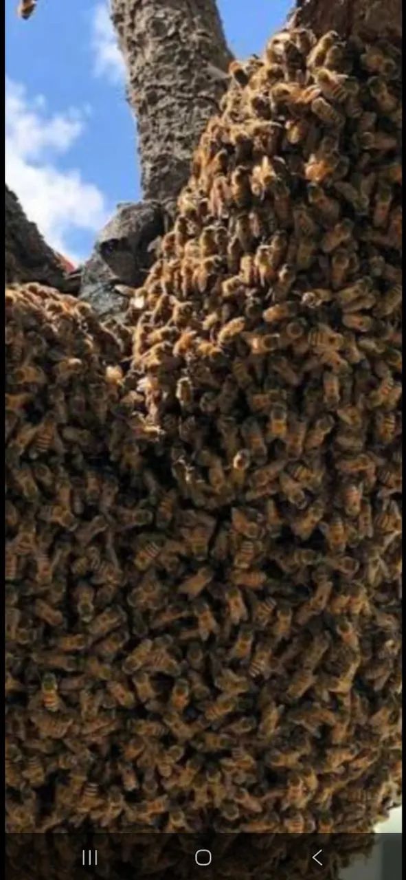 Remoção de abelhas chamar no ZAP * - Foto 2