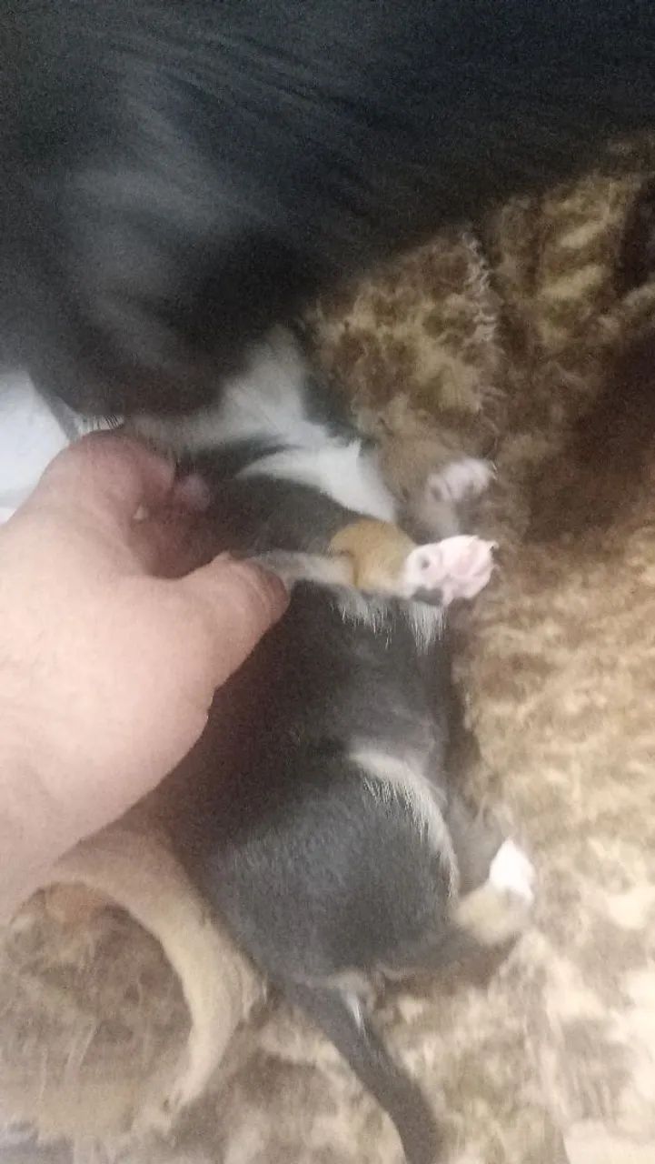 Cachorro pinther  - Foto 4