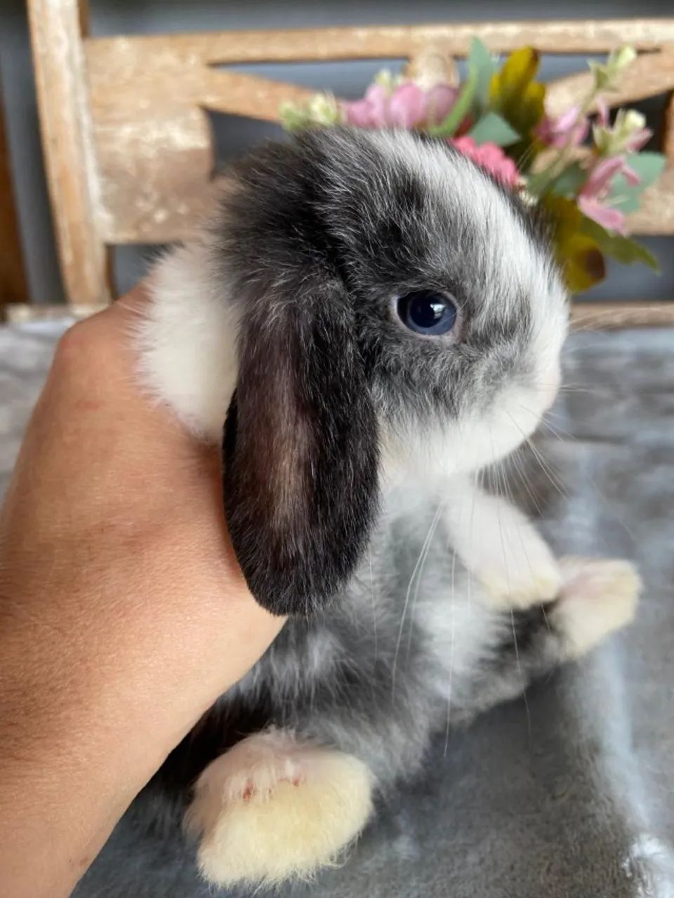 coelho mini lop uruguaio - Foto 6