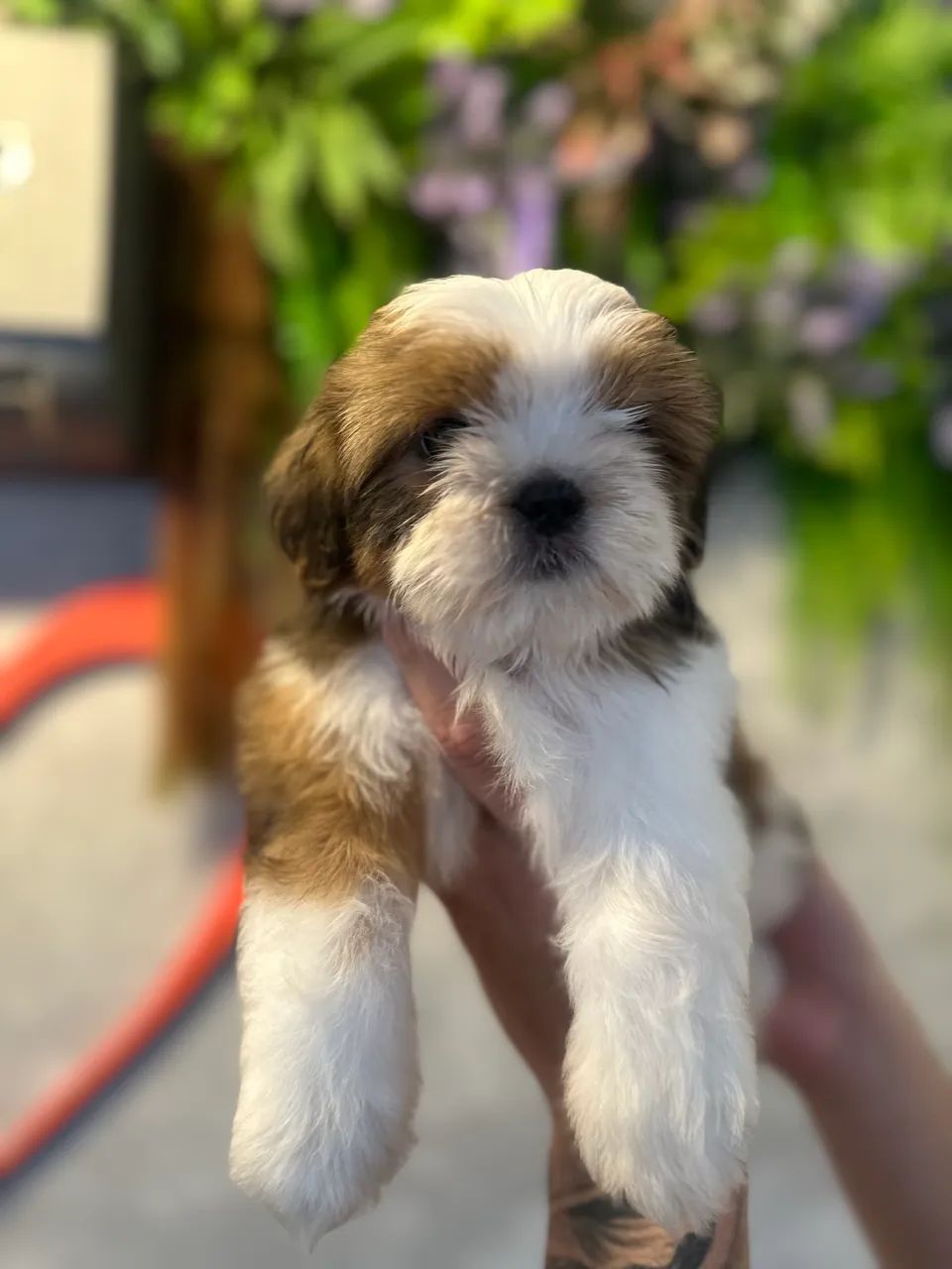 Perfeito e lindo Shitzu - Foto 2