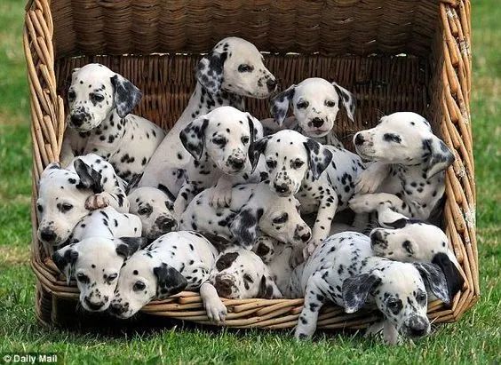 Dalmata 