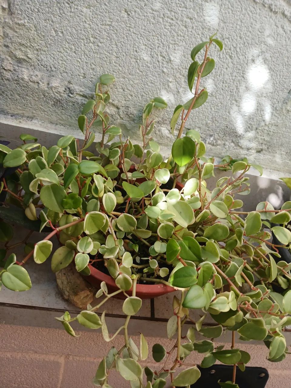 Peperomia - Foto 3