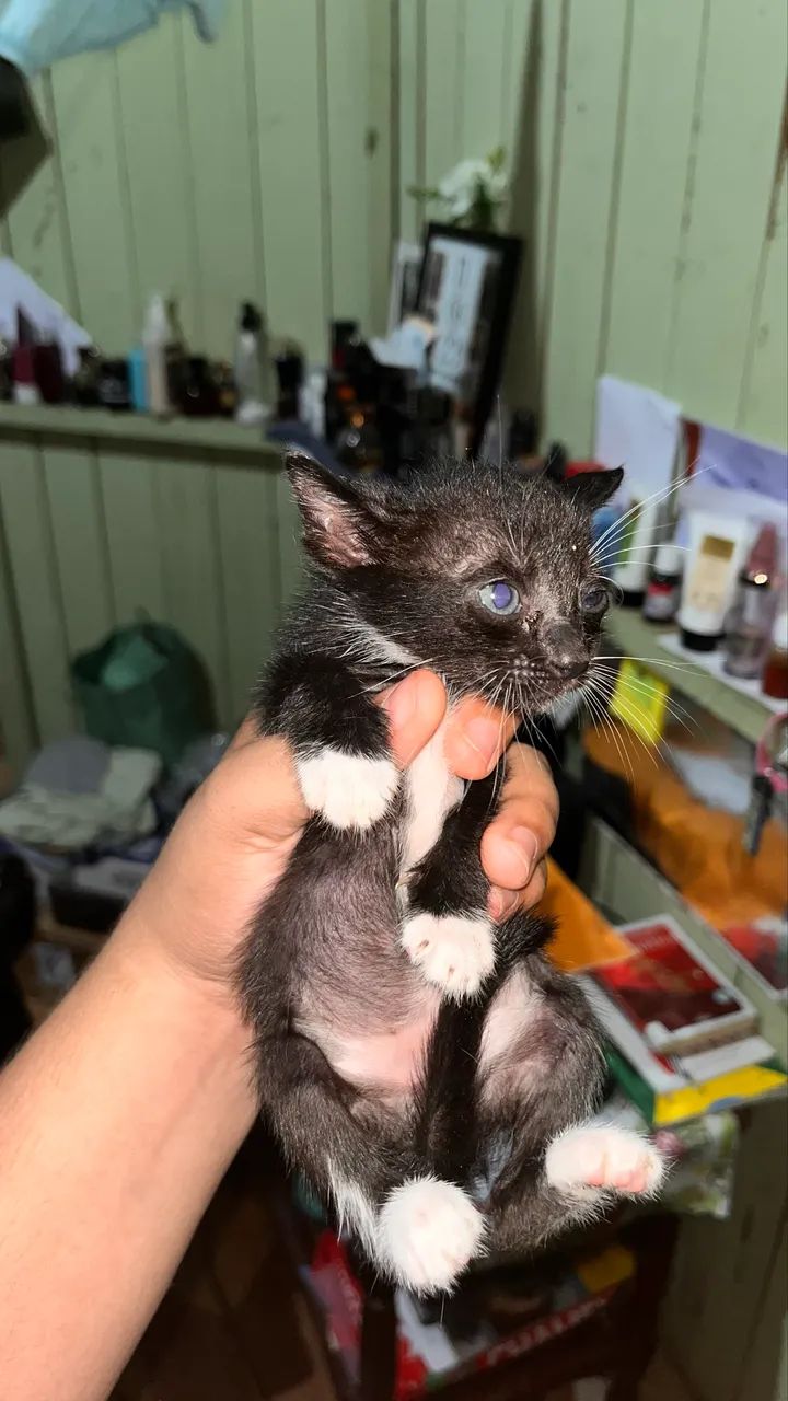 Gatos para adoção  - Foto 3