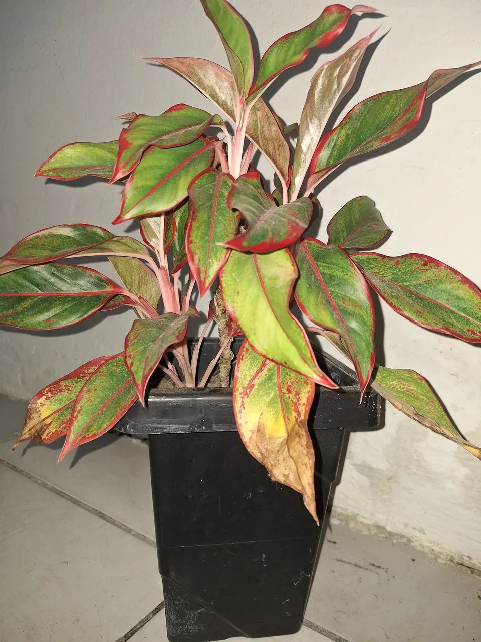 Kit com 3 plantas + Vasos - Foto 2