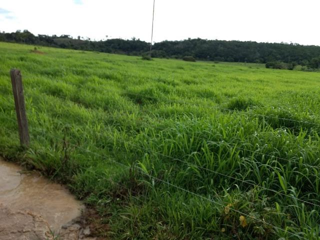 Fazenda de 150 alqueires, com 120 aberto 65 km de Guarantã do Norte -MT - Foto 9