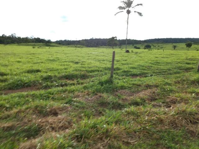 Fazenda de 150 alqueires, com 120 aberto 65 km de Guarantã do Norte -MT - Foto 2