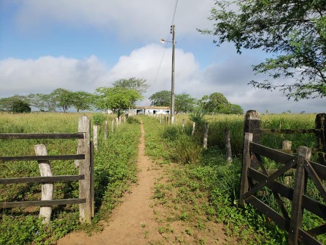 Haras com 1.270 tarefas há 72 Km de Feira de Santa