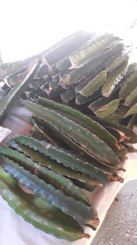 Mudas de Pitaya - Foto 5