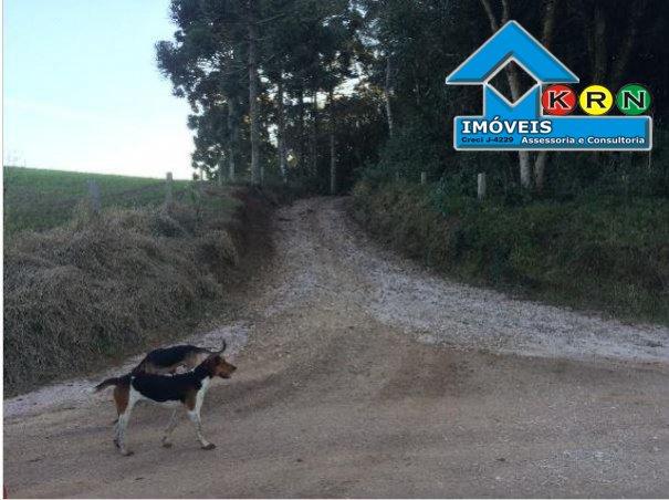 Fazenda - Fazenda a Venda no bairro Área Rural de Ponta Grossa - Ponta Grossa, P... - Foto 19