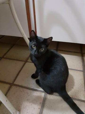 Adoção filhotes gatos - Foto 4