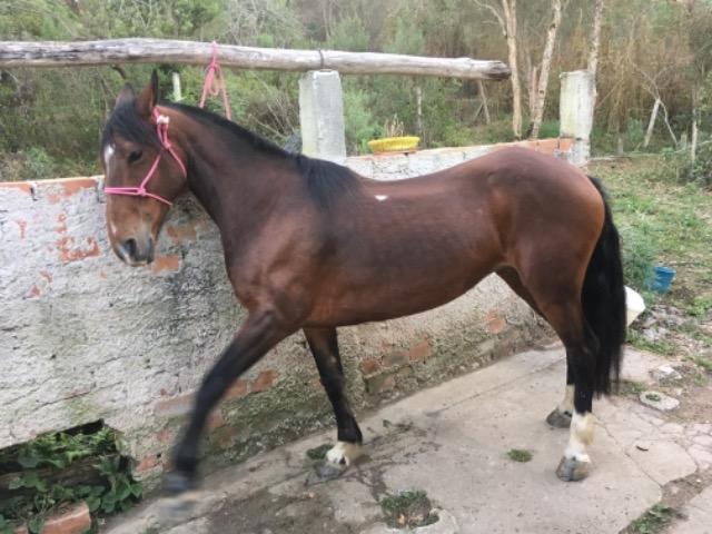 Vendo égua criola - Foto 3