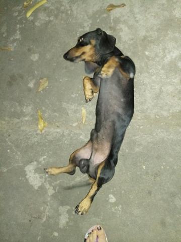 Salsichinha atras de uma namorada! - Foto 3